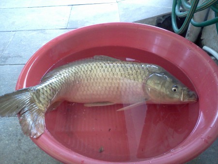 Carpa da Pateira com 7 Kgs